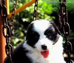 边境牧羊犬视频,忠诚牧羊犬的智慧与魅力